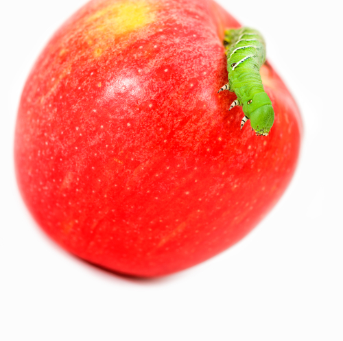 Apple with worm